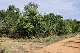 Miyawaki Way to Green Urban Landscapes and Degraded Forests