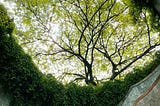 A young feminine-presenting person sits on a outdoor spiral staircase that seems to be below ground level. They stare up above at the ground level where lush ground cover spills over the sides of the staircase and tree canopy appears up in the sky.