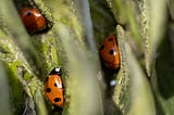 Cover photo of lady bugs hidden between leaves