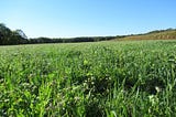 Local conversations lead to cover crops