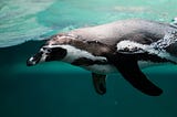 How I Went Scuba Diving with Penguins in Antarctica