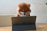 A Pomeranian dog wearing glasses and sitting behind a laptop, staring at the laptop intently.
