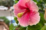 A Surprise Bloom: Rediscovering Happiness In My Balcony Garden