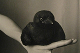 fledgling american crow