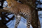 A leopard sitting in a tree