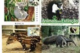 Wildlife pictured on stamps, postcards and maxicards.