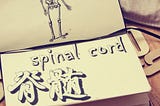 spinal cord