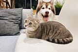 Classifying Cats vs Dogs. A Beginner’s guide to Deep Learning