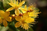 Embracing the Benefits of St. John’s Wort in Your Daily Life