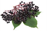 Why Millions of People Use Elderberries for Better Winter Health