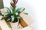 How I Make $100K From My Plants Ecommerce Store