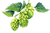 The Secret to Better Health: Exploring the Benefits of Hops