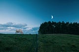 White cow at dusk eating green grass against dark blue sky where a half moon hangs above evergreens in the background
