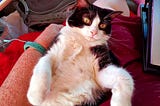 A black and white cat is reclining on its back, comfortably nestled against a person’s leg. The cat looks directly at the camera with a relaxed and almost quizzical expression, showing its fluffy white belly.