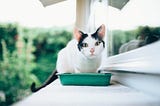 Foods for your Cats: What Your Vet Thinks is Best — Airvet