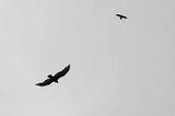 Taking a flight:
