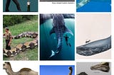 World’s largest animals ever recorded