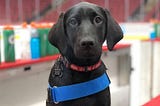 Coyotes’ Service Dog Luna Leads the Pack