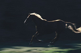 Freedom Horse
