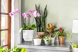 Tips for Thriving Indoor Plants and Flowers