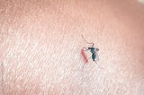 a mosquito biting human skin