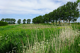 In de veenweide, op akkers en bollenvelden