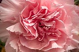 close up of pale pink carnation