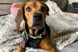 Chef’s Second Chance: A Beagle’s Road to Recovery and Love