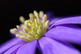 COVID-19 — Botanical compounds that help against Sars-cov-2