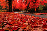 Autumn Leaves, The Cascades, Oregon