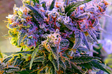 The Importance of Picking the Right Strain: A Beginners Guide To Smoking Marijuana