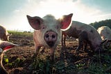 Pigs Have Eyelashes