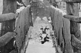 The Bizarre History of Cattle Dipping