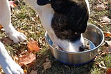 Oscar, a pitbull dog eats from his food bowl