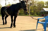 You are Tied to a Chair, Like the Horse Below, and You Don’t even Know it….