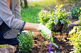 7 Tips Of Gardening For Beginners