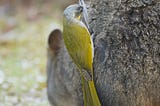 Close-up of a yellow bird perched on the haunch of a mammal, with freshly plucked fur in its beak.