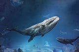 La urgente protección de las Ballenas Azules