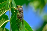 cicada on green stemi n natural habitat