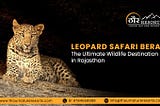 Leopard Safari Bera