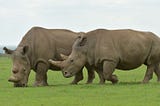 Saving the Northern White Rhino, and so much more