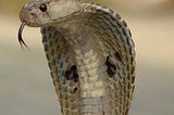 The Cobra Effect —Greed, Deception and Snakes in The Street