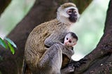Monkeypox: The New Public Health Emergency on the Block