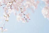 a few wispy branches of cherry blossoms hanging down
