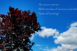 The deep red leaves of a purple leaf plum stand out against a blue sky and white (and sort of gray) clouds.