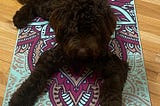 labradoodle on a beautiful yoga mat