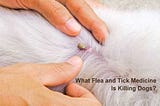 What Flea and Tick Medicine Is Killing Dogs?