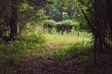 A hidden path into the woods