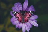 A butterfly seen from above, sitting on a lavender-colored flower, spreading its wings.