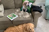 A couch strewn with dog fur, with a pillow picturing a golden retriever, a photo book of the retriever, and the retriever lying next to the couch.